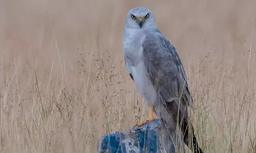കസാക്കിസ്ഥാനിൽ നിന്ന് ആറു രാജ്യങ്ങൾ കടന്ന് തിരുനെൽവേലിയിലേക്ക്; 6000 കിലോമീറ്ററുകൾ താണ്ടി ദേശാടനപക്ഷിയായ മേടുതപ്പി