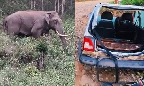 Wild elephant attacks car; Wild buffalo also poses threat in residential area in Munnar Wild elephant attacks car; Wild buffalo also poses threat in residential area in Munnar