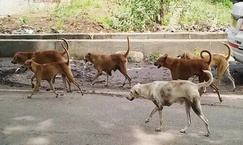 പെരിങ്ങോട് തെരുവുനായ് ആക്രമണം; കുട്ടികള് ഉള്പ്പടെ നാലുപേർക്ക് കടിയേറ്റു പെരിങ്ങോട് തെരുവുനായ് ആക്രമണം; കുട്ടികള് ഉള്പ്പടെ നാലുപേർക്ക് കടിയേറ്റു