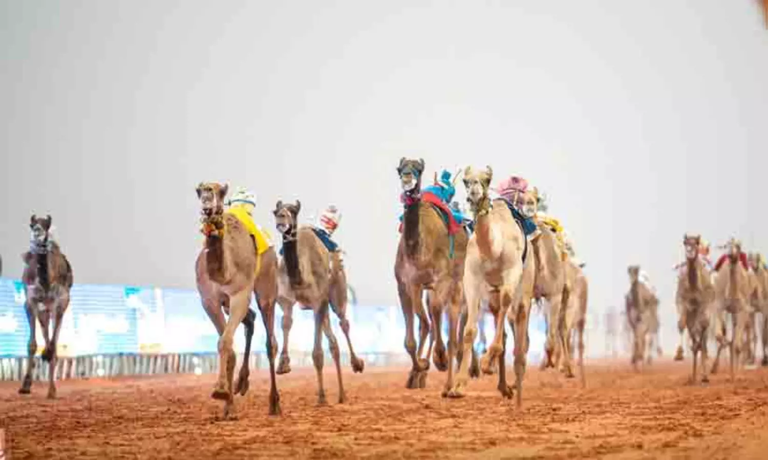 ലോകത്തിലെ ഏറ്റവും വലിയ ഒ​ട്ടകോത്സവം റിയാദിൽ തുടരുന്നു