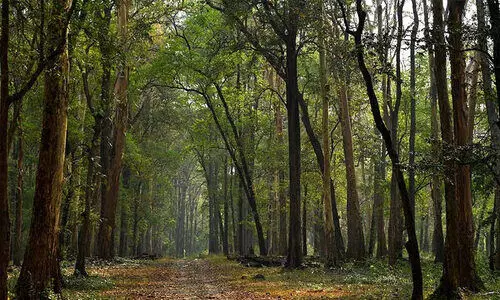 നി​ല​മ്പൂ​ർ ഇ​പ്പോ​ഴും സ്വ​ർ​ണ​ത്താ​ഴ്വ​​ര​യെ​ന്ന് റി​പ്പോ​ർ​ട്ട്