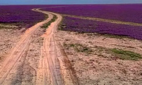 സൗദിയിലെ സംരക്ഷിത വനപ്രദേശങ്ങളിൽ വാഹനങ്ങൾ പ്രവേശിക്കരുത്​, പിഴ 2,000 റിയാൽ