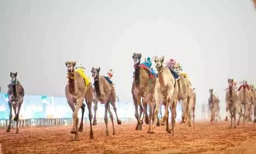 ലോകത്തിലെ ഏറ്റവും വലിയ ഒ​ട്ടകോത്സവം റിയാദിൽ തുടരുന്നു