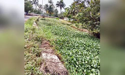 കുമരകത്തെ തോടുകളിൽ പോളശല്യം രൂക്ഷം