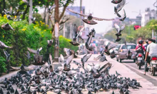 പൊതുസ്ഥലങ്ങളിൽ പ്രാവുകൾക്ക് തീറ്റ നൽകുന്നത് നിയന്ത്രിക്കാൻ സർക്കാർ