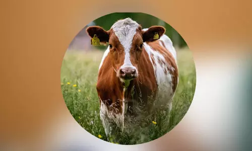 മൃഗസംരക്ഷണ വകുപ്പ് കുളമ്പുരോഗ, ചർമ്മമുഴ രോഗ പ്രതിരോധ കുത്തിവെപ്പ് തുടങ്ങി