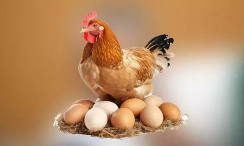 ക്രിസ്​മസ്​ വിപണിയിൽ വിലക്കയറ്റം; മുട്ട വില, തൊട്ടാൽ   പൊള്ളും