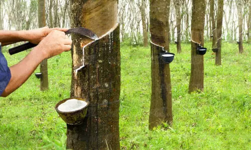 പദ്ധതികളുണ്ട്, പക്ഷേ, റബർ കർഷകരെ കിട്ടാനില്ല!