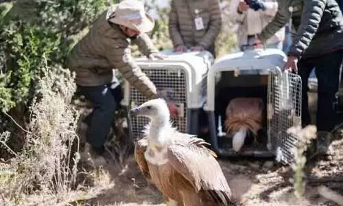 സൗ​ദി വ​ന്യ​ജീ​വി അ​തോ​റി​റ്റി​യു​ടെ ക​രു​ത​ൽ; അൽ സൗദയിലെ വംശനാശ ഭീഷണിയിലായ പക്ഷികൾക്ക് സംരക്ഷണം