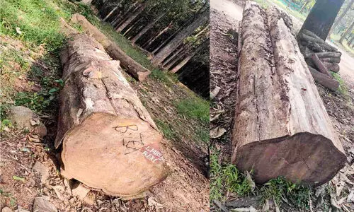 forest department forest department