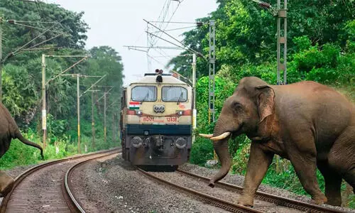 അസമിൽ രാജധാനി എക്സ്പ്രസ് ആനക്കൂട്ടവുമായി കൂട്ടിയിടിച്ചു; എട്ട് ആനകൾക്ക് ദാരുണാന്ത്യം അസമിൽ രാജധാനി എക്സ്പ്രസ് ആനക്കൂട്ടവുമായി കൂട്ടിയിടിച്ചു; എട്ട് ആനകൾക്ക് ദാരുണാന്ത്യം