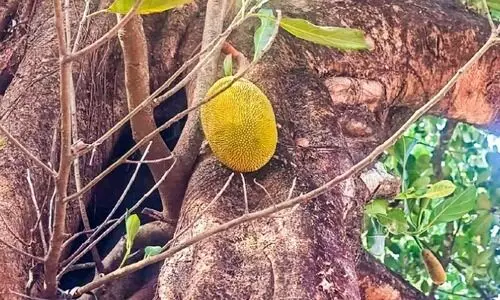 ത​റ കെ​ട്ടി സം​ര​ക്ഷി​ച്ച് വ​ള​ർ​ന്ന് പ​ന്ത​ലി​ച്ച ആ​ൽ​മ​ര​ത്തി​ൽ ചക്ക?!