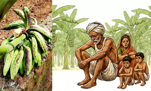 ഏത്തവാഴക്കുലകളിൽ പുള്ളിരോഗം? കർഷകർ ആശങ്കയിൽ