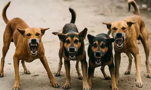 കുറ്റിച്ചിറയിൽ നാലുപേരെ കടിച്ച നായ്ക്ക് പേവിഷബാധ