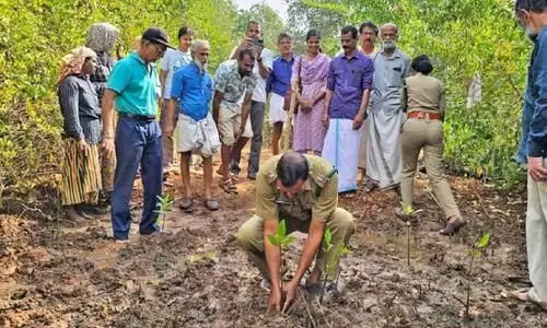 നീ​തി​പീ​ഠ​ത്തി​ന്റെ ക​രു​ത​ലി​ൽ പൊരു​ണിവ​യ​ൽ വീ​ണ്ടും ക​ണ്ട​ൽ സ​മൃ​ദ്ധി​യി​ലേ​ക്ക്