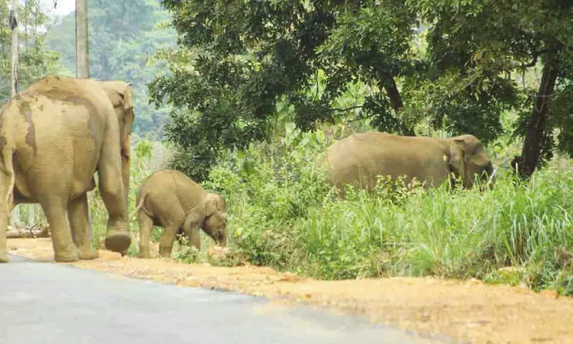 ഓപറേഷൻ ഗജ മുക്തി; ആറളത്ത് അഞ്ച് ആനകളെകൂടി വനത്തിലേക്ക് തുരത്തി ഓപറേഷൻ ഗജ മുക്തി; ആറളത്ത് അഞ്ച് ആനകളെകൂടി വനത്തിലേക്ക് തുരത്തി