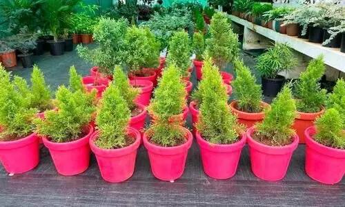 പ്ലാസ്റ്റിക്കല്ല, ജീവനുള്ള അസ്സൽ ക്രിസ്‌മസ്‌ ട്രീ