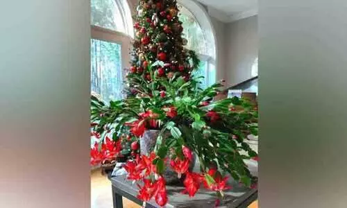 ക്രിസ്മസിനോട് പ്രിയമുള്ള ചെടി