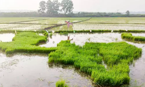 കോൾനിലങ്ങളിൽ ചിത്രം തീർത്ത് ഞാറ്റടികൾ