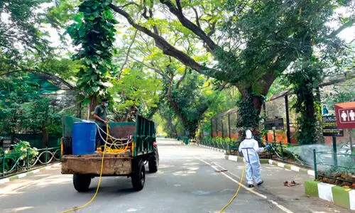 കുതിര ചത്തു; മൃഗശാലകളിൽ അതിജാഗ്രത