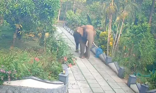 അയ്യൻകുന്നിൽ ആനക്കലി: വീടുകൾ തകർത്തു