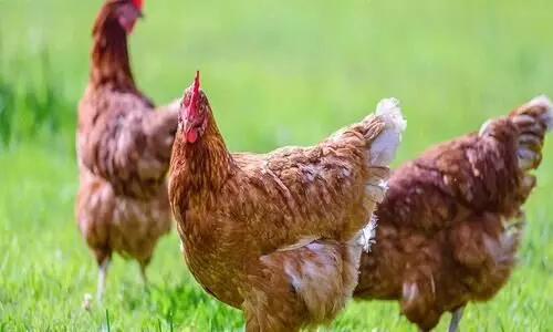 തണുപ്പ് കൂടി; കോഴികൾ ചാകുന്നു തണുപ്പ് കൂടി; കോഴികൾ ചാകുന്നു