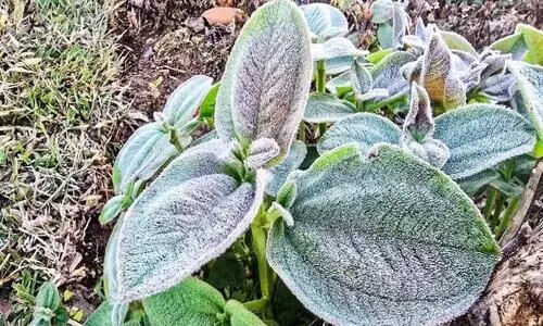 മഞ്ഞിൻ കുളിരിൽ ഇടുക്കി