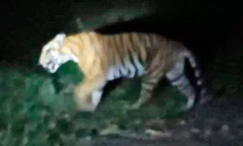 കൊലയാളി കടുവയെ പിടിക്കാനായില്ല, ആശങ്ക