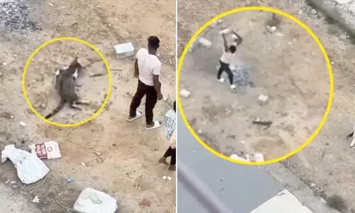 ആറ് മാസം ഗര്‍ഭിണിയായ ഭാര്യയെ കടിച്ച പൂച്ചയെ തല്ലിക്കൊന്ന് ഭർത്താവ്; മൃഗ സംരക്ഷകർ രംഗത്തെത്തിയതോടെ അറസ്റ്റ്