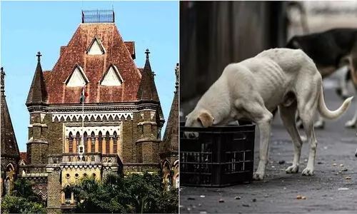 തെരുവുനായകൾക്ക് ഭക്ഷണം നൽകുന്നത് തടയാം; സുപ്രധാന ഉത്തരവുമായി ബോംബെ ഹൈകോടതി