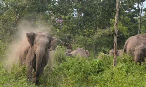 നാ​ഗ​ര്‍ഹോ​ള ദേ​ശീ​യോ​ദ്യാ​ന​ം; ആ​ന​ക​ളെ തു​ര​ത്താ​ൻ എ.​ഐ ശ​ബ്ദ കാ​മ​റ സ്ഥാ​പി​ച്ചു
