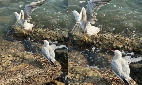 പ​ക്ഷി​ക​ൾ പ​റ​ക്ക​ട്ടെ...  വേ​ട്ട​യാ​ട​പ്പെ​ട്ട 17 ക​ട​ൽ​ക്കാ​ക്ക​ക​ളെ മോ​ചി​പ്പി​ച്ചു