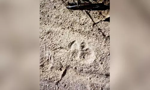 പു​ലി​യെ ക​ണ്ടെ​ന്ന് വീ​ട്ടു​കാ​ർ; നാ​ട് പ​രി​ഭ്രാ​ന്തി​യി​ൽ