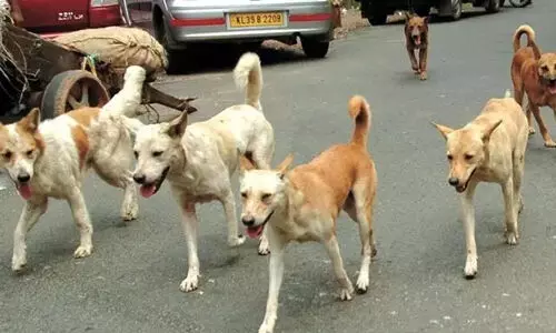 അഞ്ചുപേർക്ക് പേപ്പട്ടിയുടെ കടിയേറ്റു