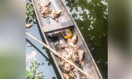 പക്ഷിപ്പനി: വീണ്ടും കൂട്ടക്കുരുതിയിലേക്ക്...