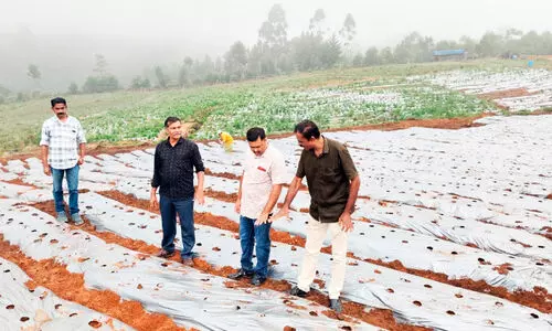 വീണ്ടും പച്ചപിടിച്ച് സ്‌ട്രോബറി കൃഷി