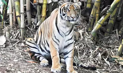 മൈസൂരു മൃഗശാലയിൽ കടുവ അസുഖം ബാധിച്ച് ചത്തു