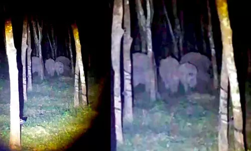 നെല്ലിക്കുത്തിൽ കാട്ടാനക്കൂട്ടം ജനങ്ങളെ ഭീതിയിലാഴ്ത്തി