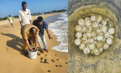 വരുന്നു, കടലാമകളുടെ വിരുന്നുകാലം