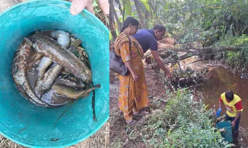 തോട്ടിൽ രാസമാലിന്യം ഒഴുക്കിയ സംഭവം; പൂനൂർ ഭാഗത്തും തോടുകളിൽ മത്സ്യങ്ങൾ ചത്തുപൊങ്ങി
