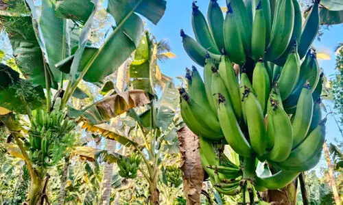 തീരാതെ കർഷക ദുരിതം; നേന്ത്രവാഴ വിലയിൽ ആശങ്ക