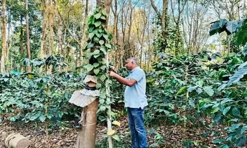 റബർ തോട്ടത്തിൽ കുരുമുളക് കൃഷിയുമായി അവാർഡ് ജേതാവ്