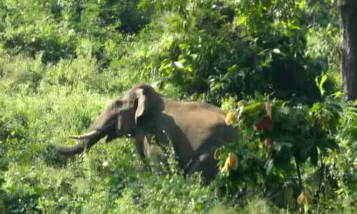 ആ​റ​ള​ത്തെ കാ​ട്ടാ​ന തു​ര​ത്ത​ൽ യ​ജ്ഞം; ര​ണ്ടാം ദി​വ​സ​വും വി​ഫ​ലം