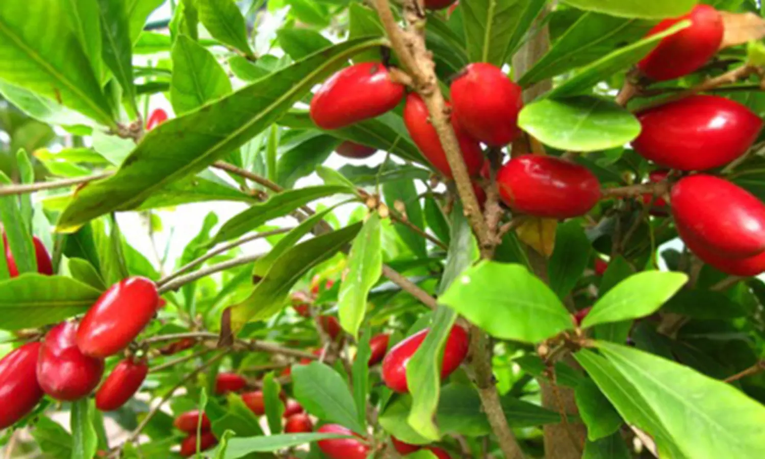 മിറാക്കിള്‍ ഫ്രൂട്ടെന്ന അദ്ഭുത പഴം