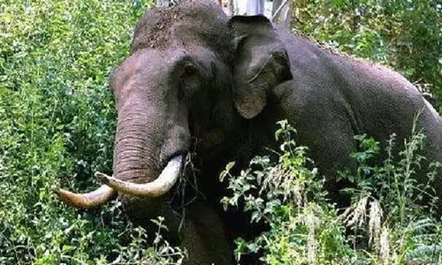 Wild Elephant Attack