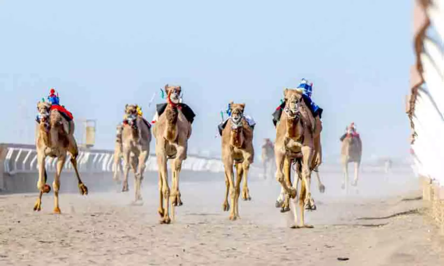 ബ​ർ​ക്ക​യി​ൽ ഒ​ട്ട​ക ഓ​ട്ട മ​ത്സ​രം സ​മാ​പി​ച്ചു