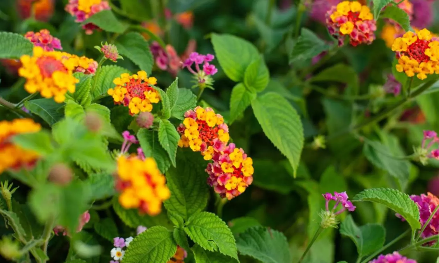 മനം കവരുന്ന വർണപ്പൂക്കളുടെ നിശബ്ദ അധിനിവേശം