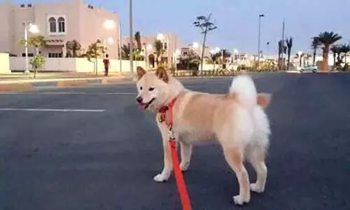 വളർത്തു മൃഗങ്ങളെ ഉപേക്ഷിക്കുകയോ പീഡിപ്പിക്കുകയോ ചെയ്യുന്നത്​ ശിക്ഷാർഹം