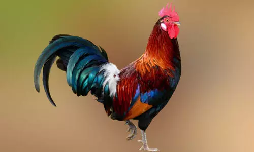 ആഘോഷം കൊഴുപ്പിക്കാൻ പ്രിയം നാടൻ പൂവൻകോഴികളോട്