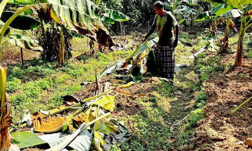 കാട്ടുപന്നികൾ 750 വാഴകള്‍ നശിപ്പിച്ചു; കരിയന്നൂരിൽ കര്‍ഷകര്‍ ദുരിതത്തില്‍